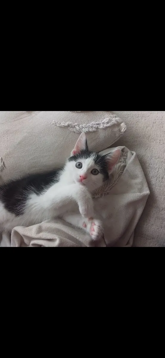 Kitten - Image 2