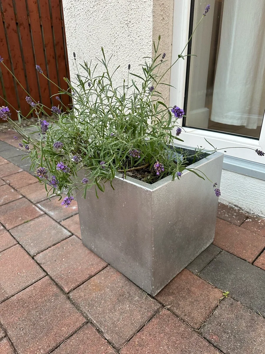 Lavander pot - Image 1