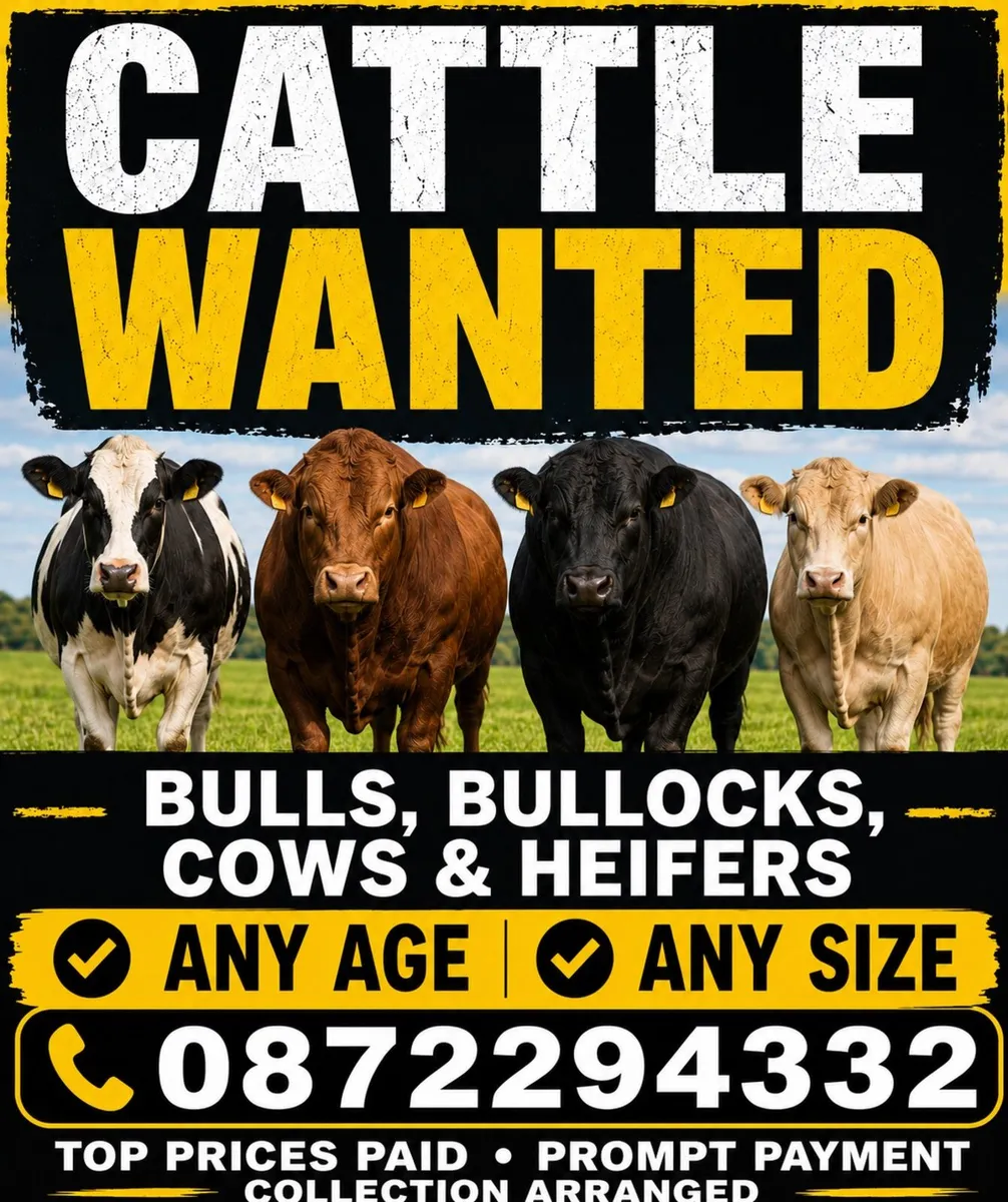 Bulls , Bullocks , Cows & Heifers