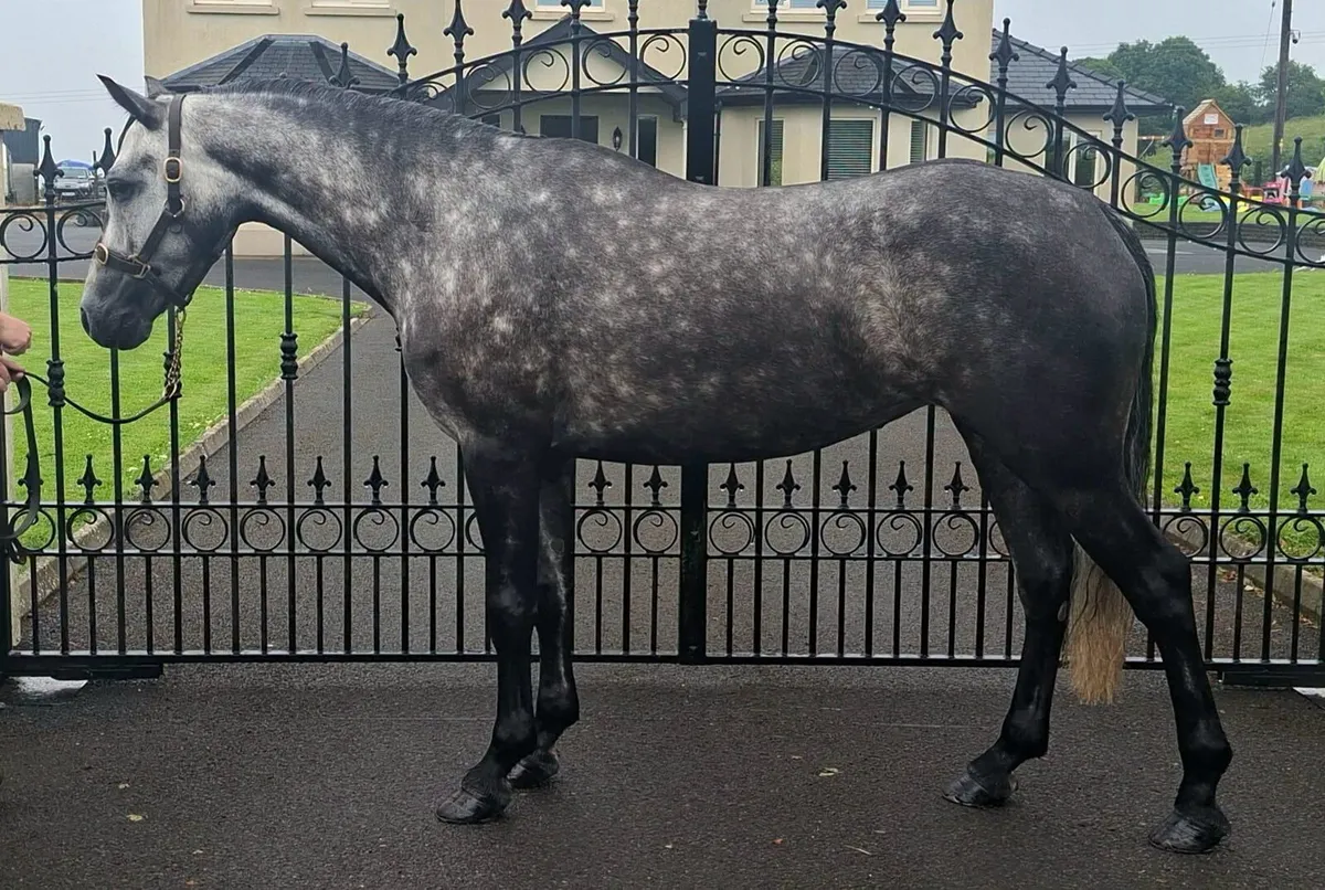 Reg connemara filly