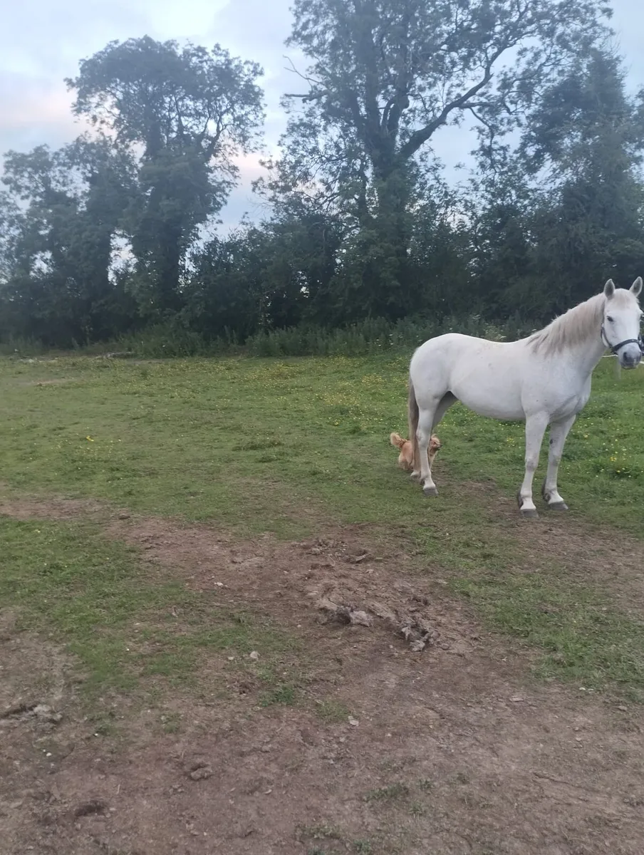 Connemara Pony - Image 1
