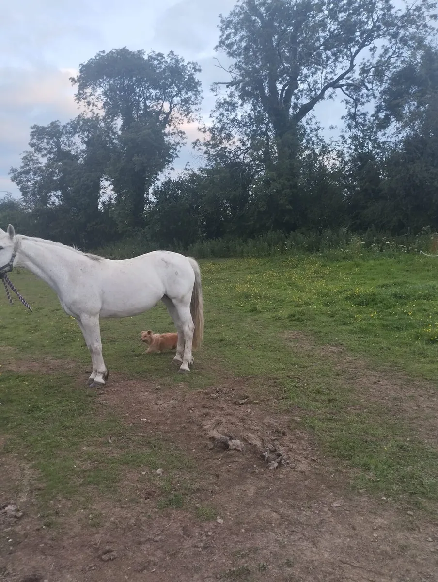 Connemara Pony - Image 2