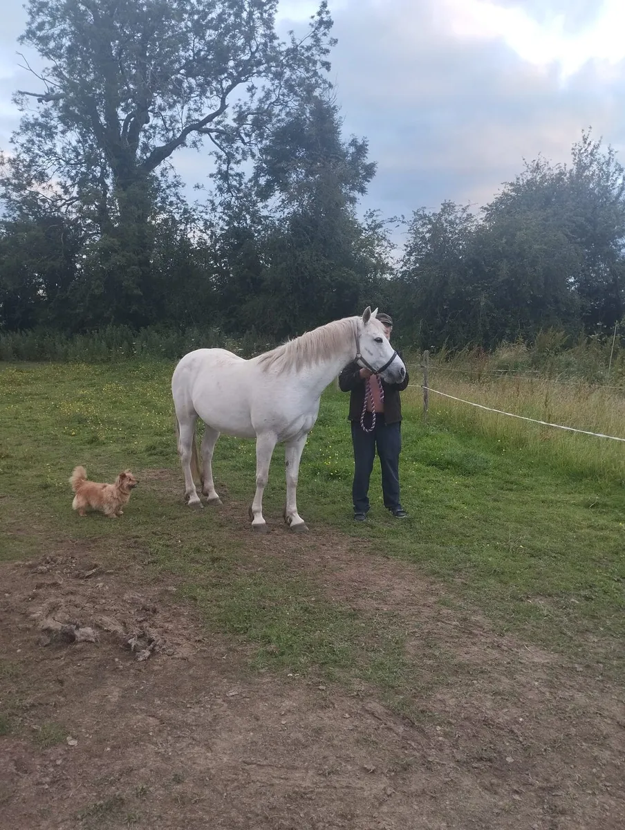 Connemara Pony - Image 3