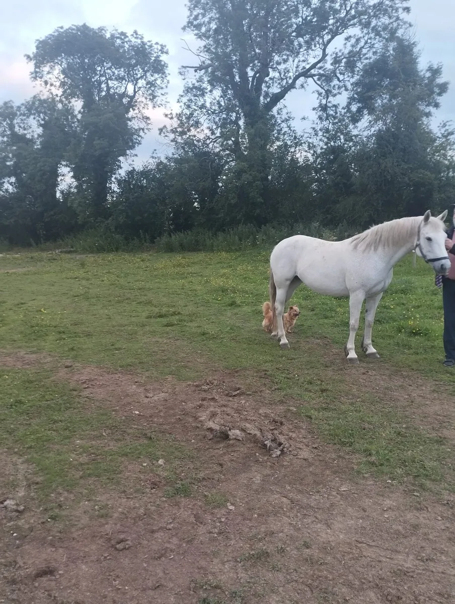 Connemara Pony - Image 4