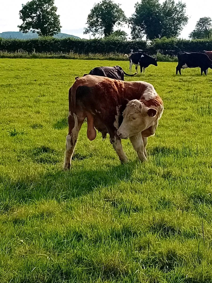 Hereford bull For sale - Image 2