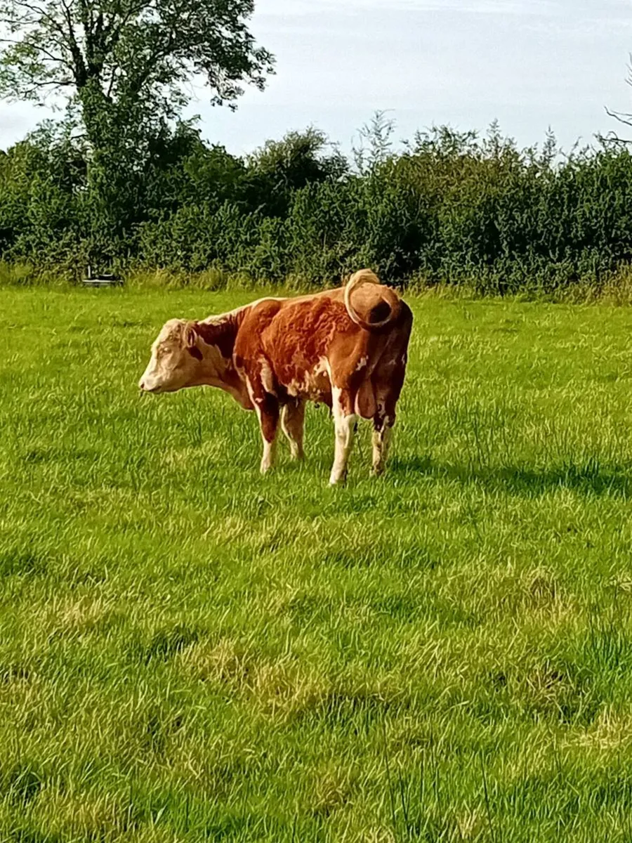 Hereford bull For sale - Image 3
