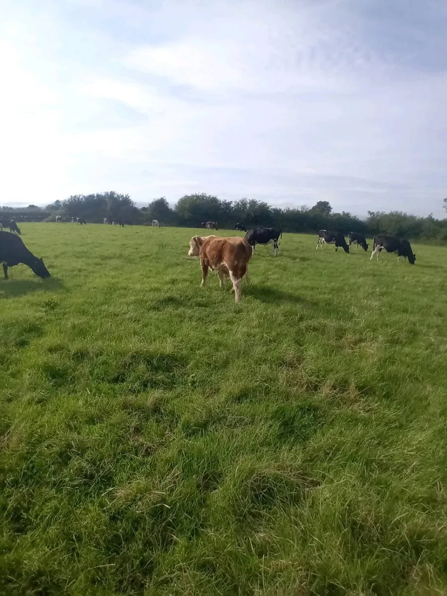 Hereford bull For sale - Image 4