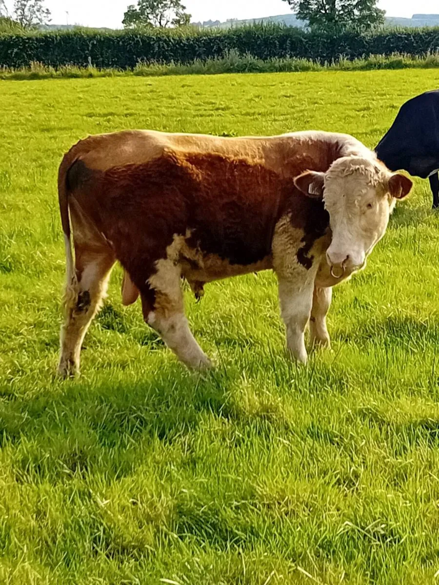Hereford bull For sale - Image 1