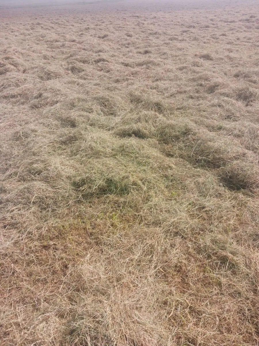 Top Quality Square Bales (Large Quantity) - €3.50 - Image 1