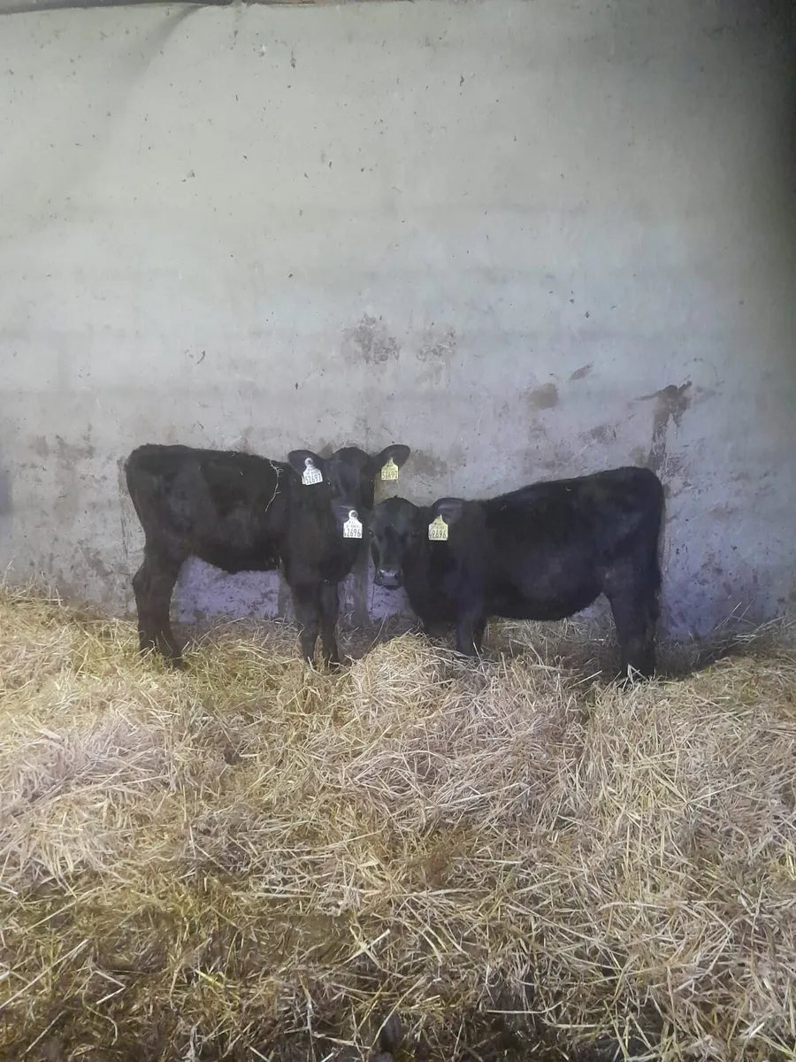 Ĥeifer runner calves