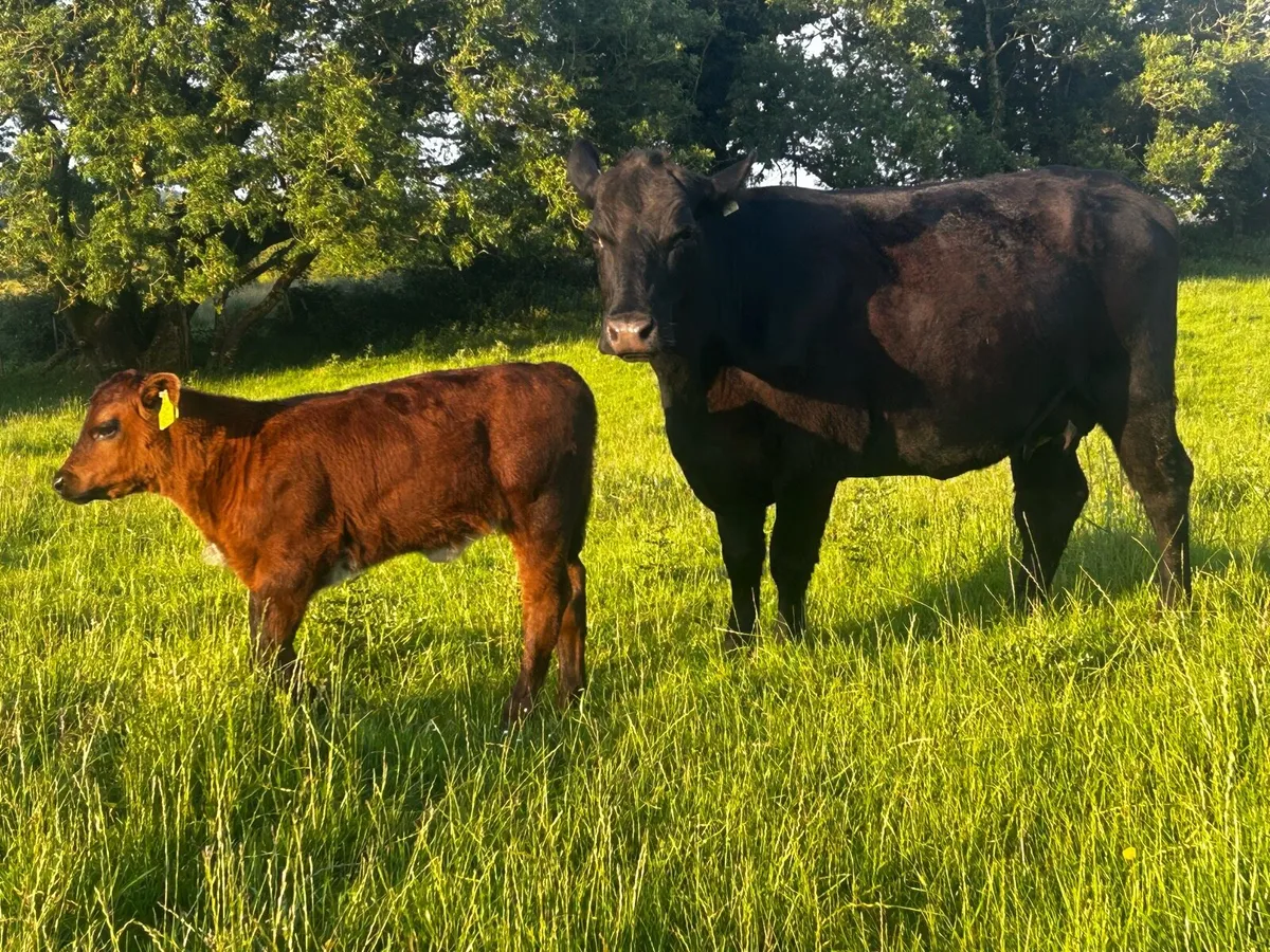 Angus First Calver & Heifer Calf At Foot - Image 4