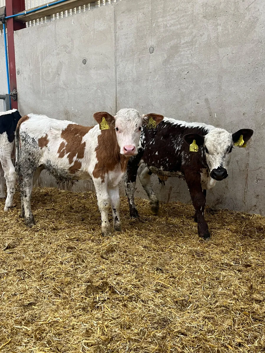 3 Reared Bulls - Image 4