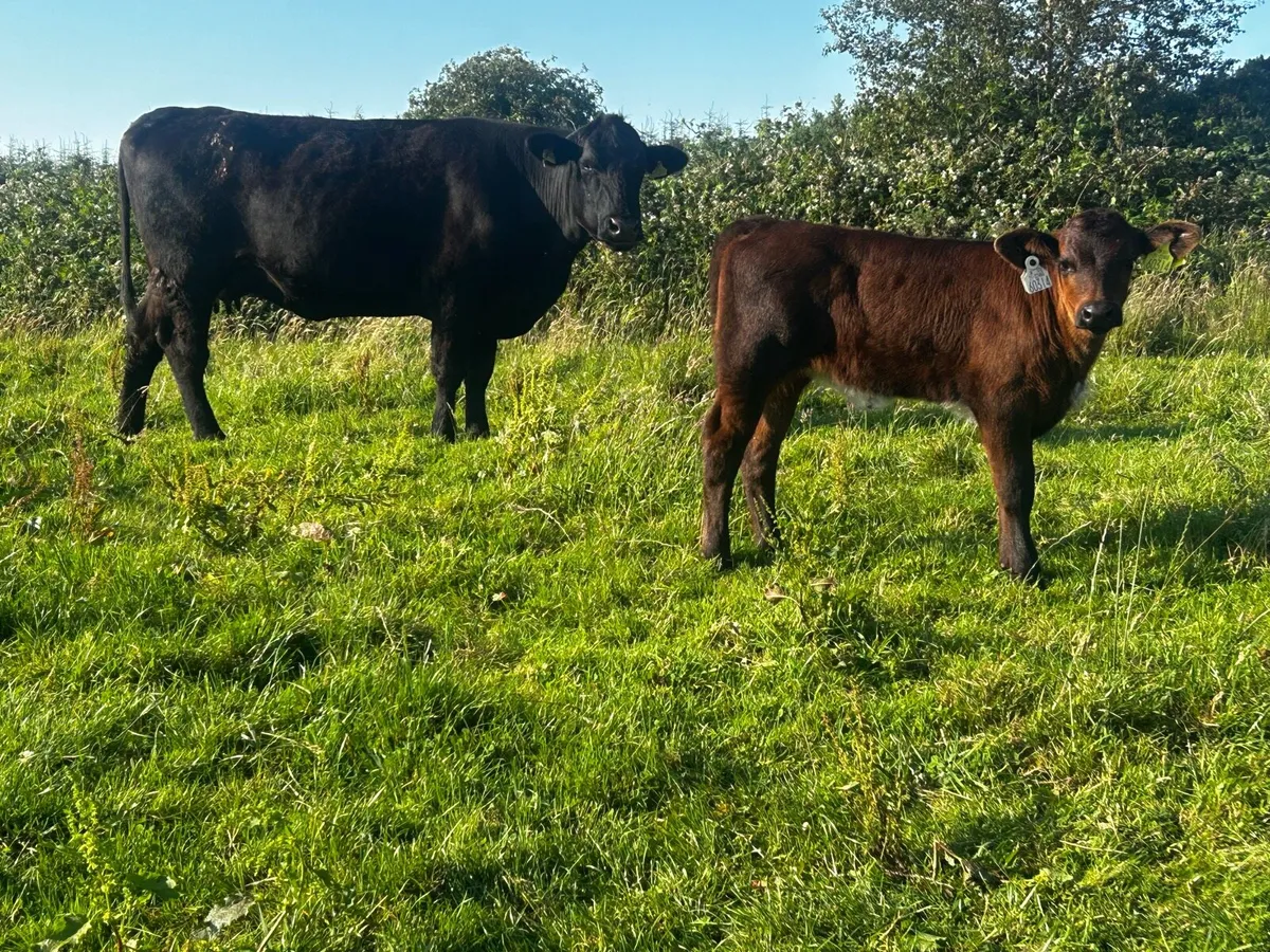 Angus First Calver & Heifer Calf At Foot - Image 2