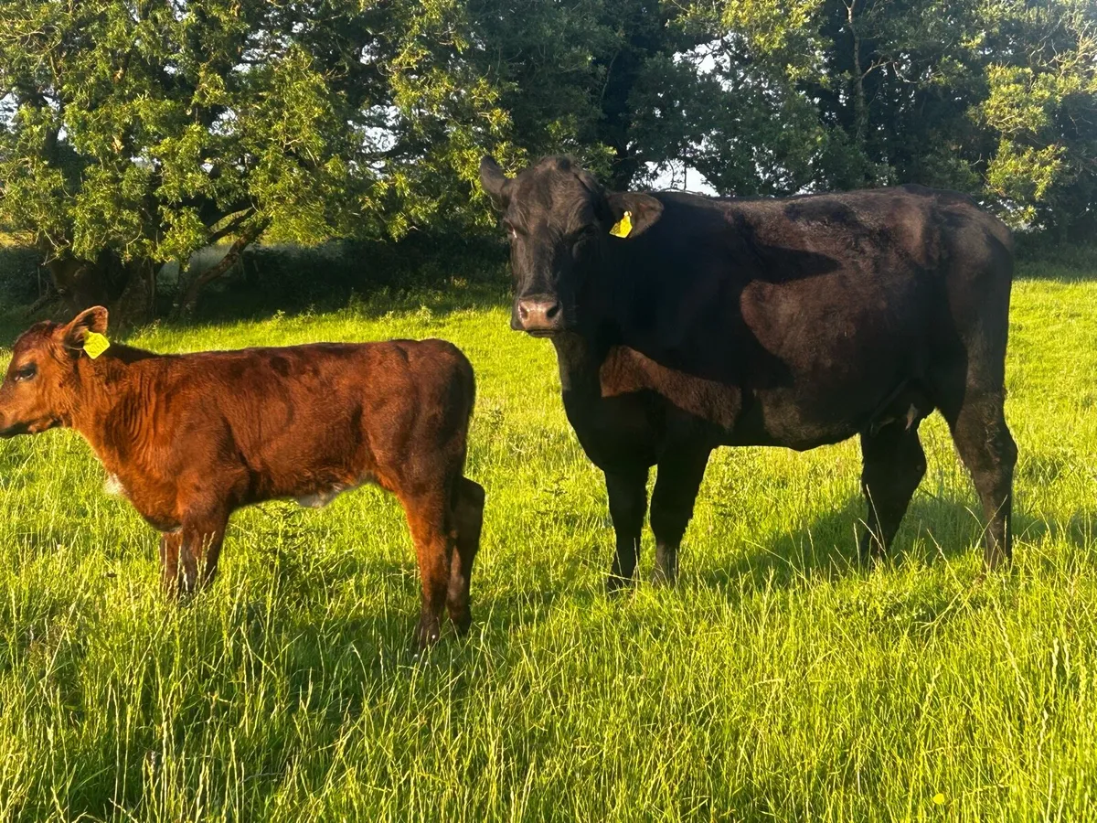 Angus First Calver & Heifer Calf At Foot - Image 3