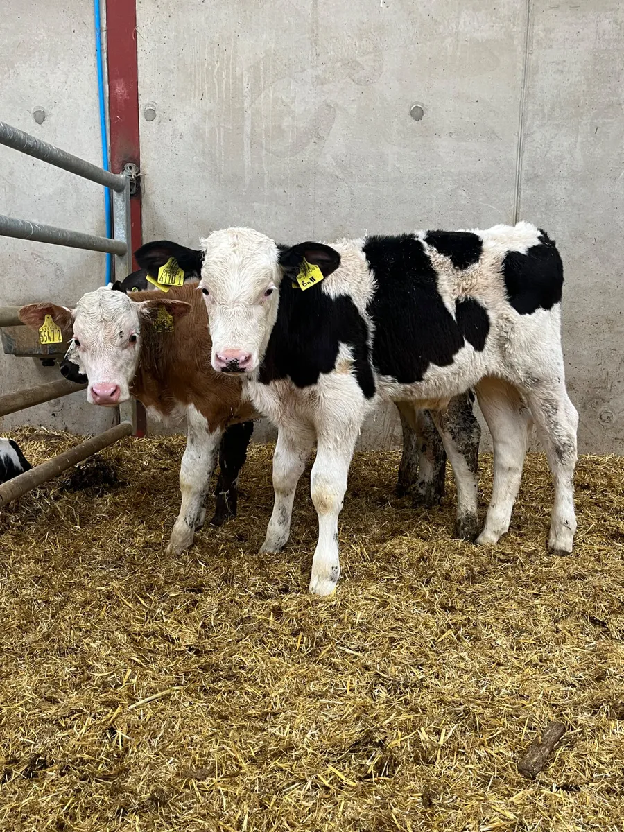 3 Reared Bulls - Image 3
