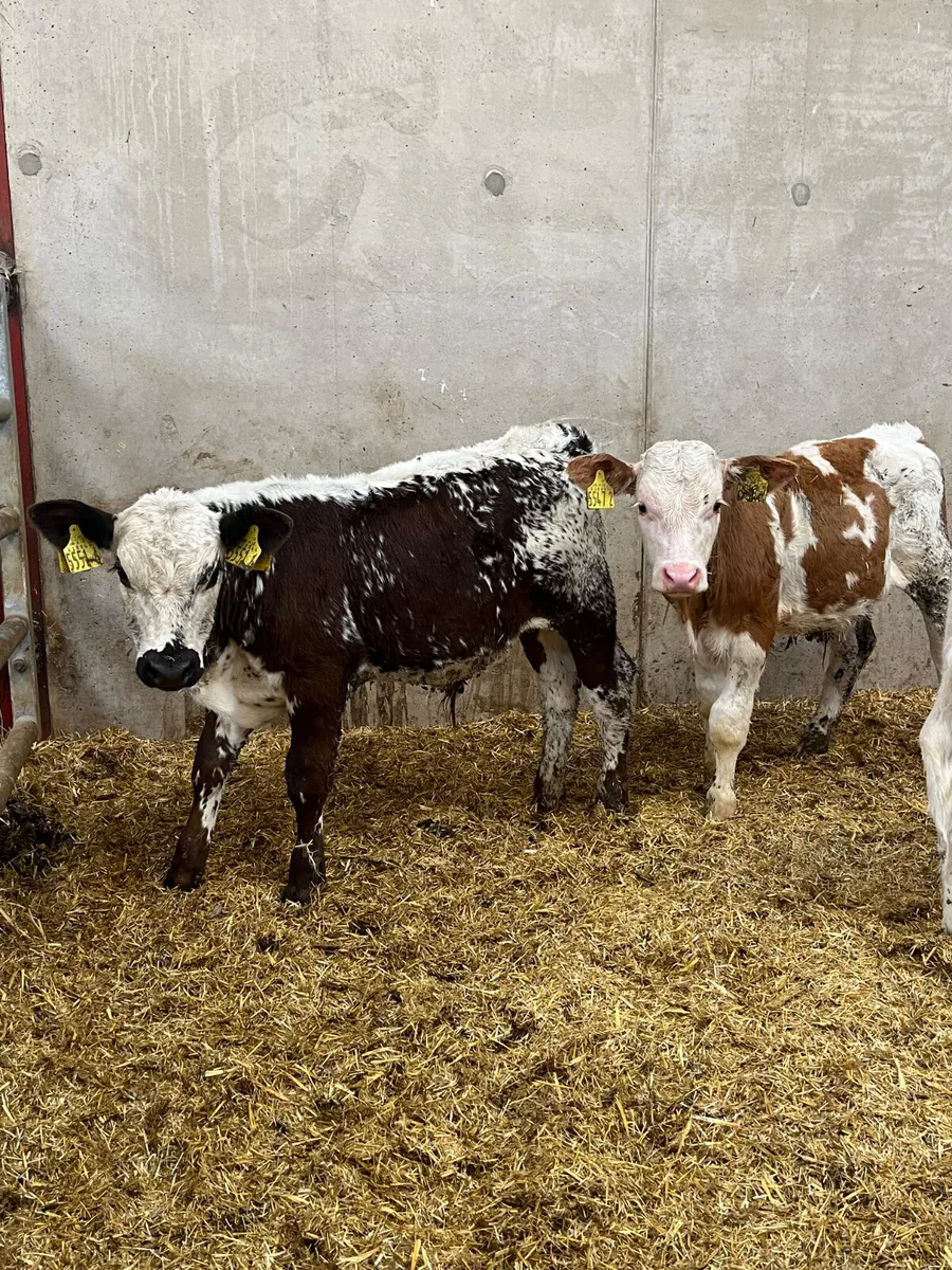 3 Reared Bulls - Image 2