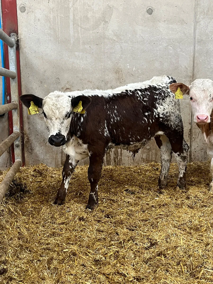 3 Reared Bulls - Image 1