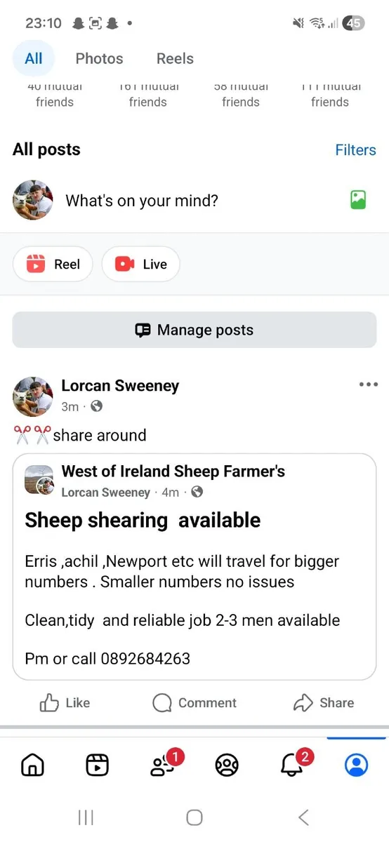 Sheep shearing  avaible