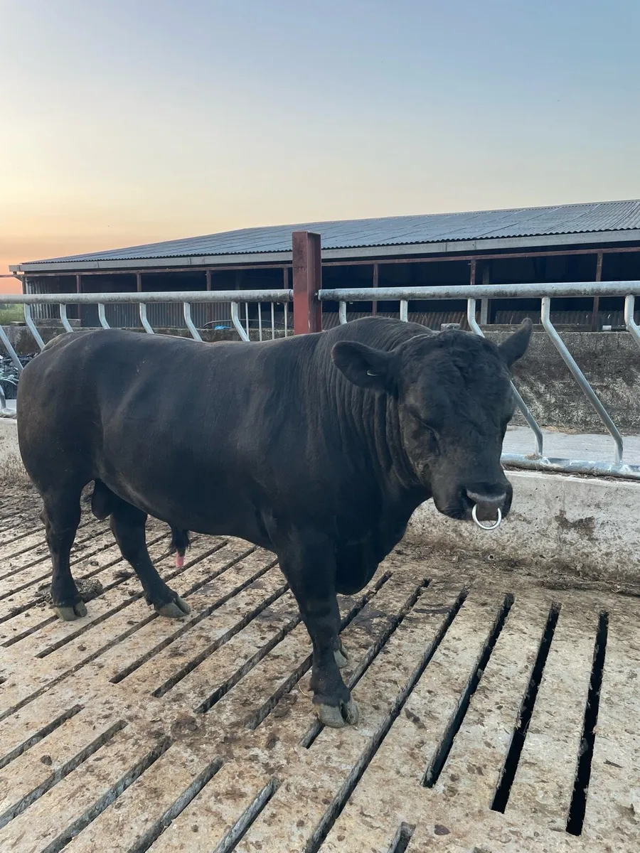 Angus bull - Image 1