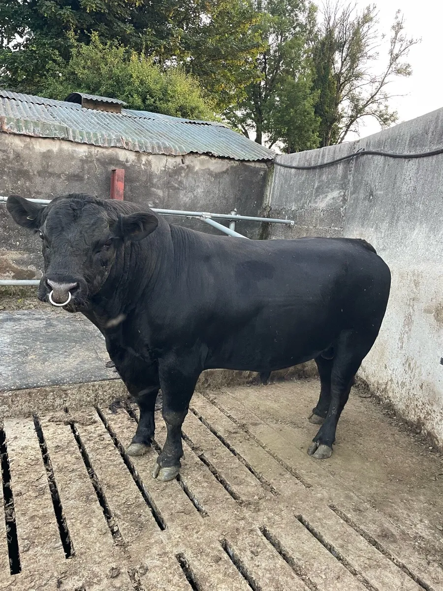 Angus bull - Image 2