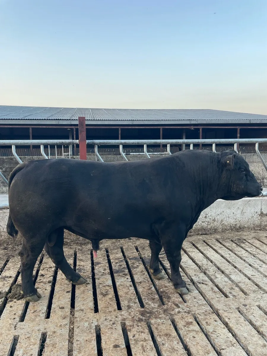 Angus bull - Image 3