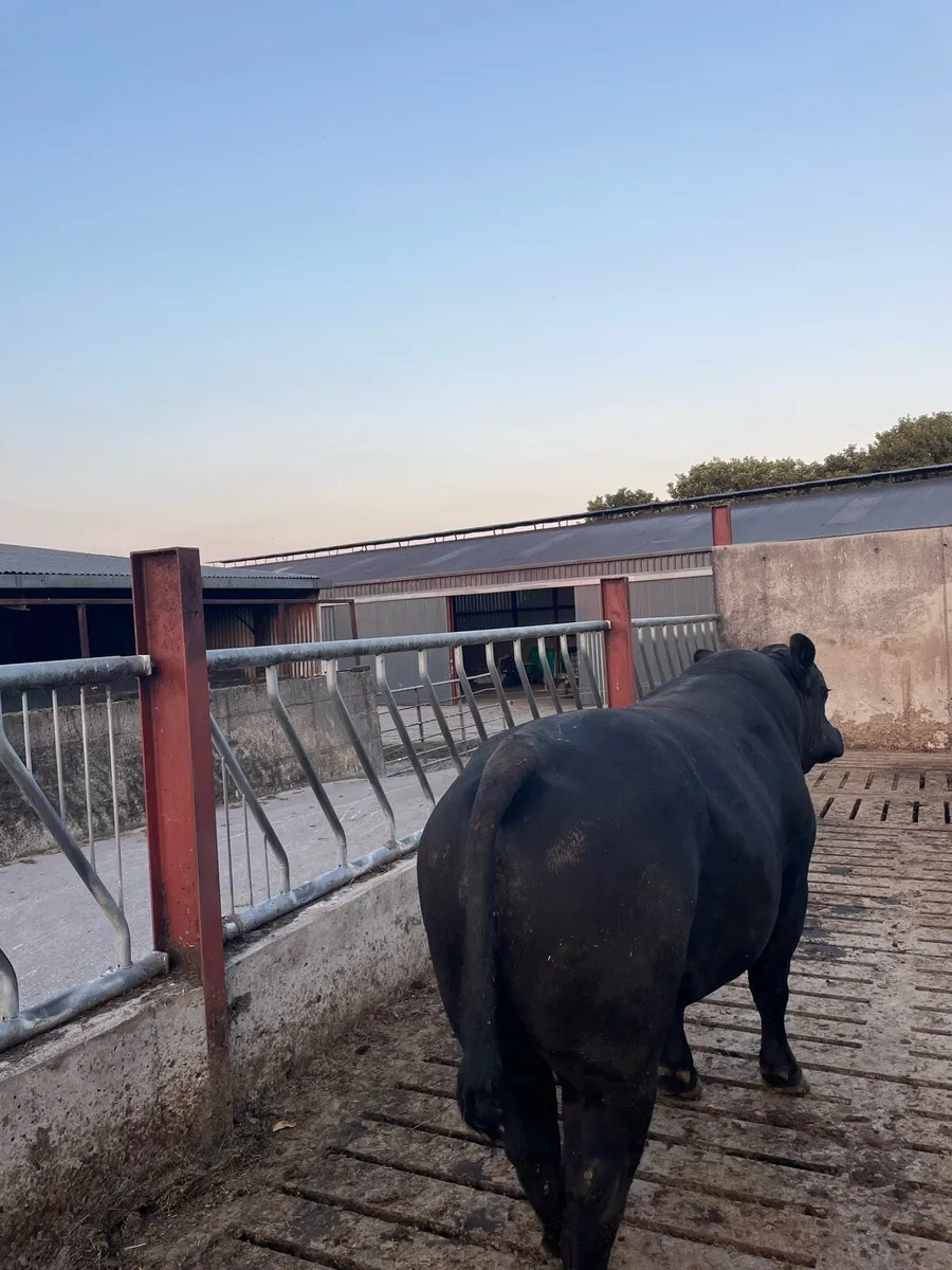 Angus bull - Image 4