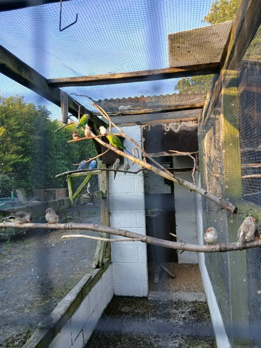 Birds - Image 3