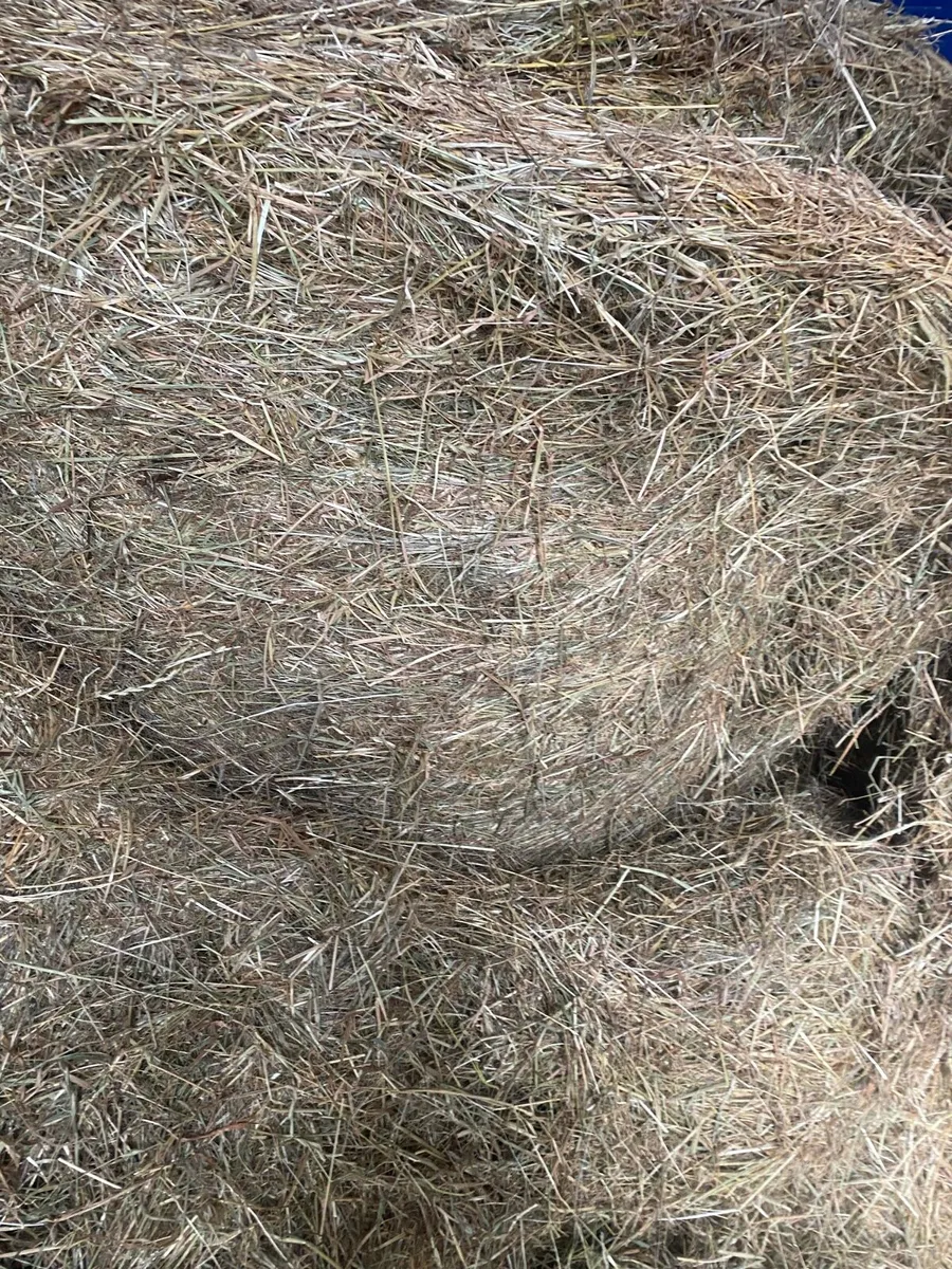 Horse hay - Image 2