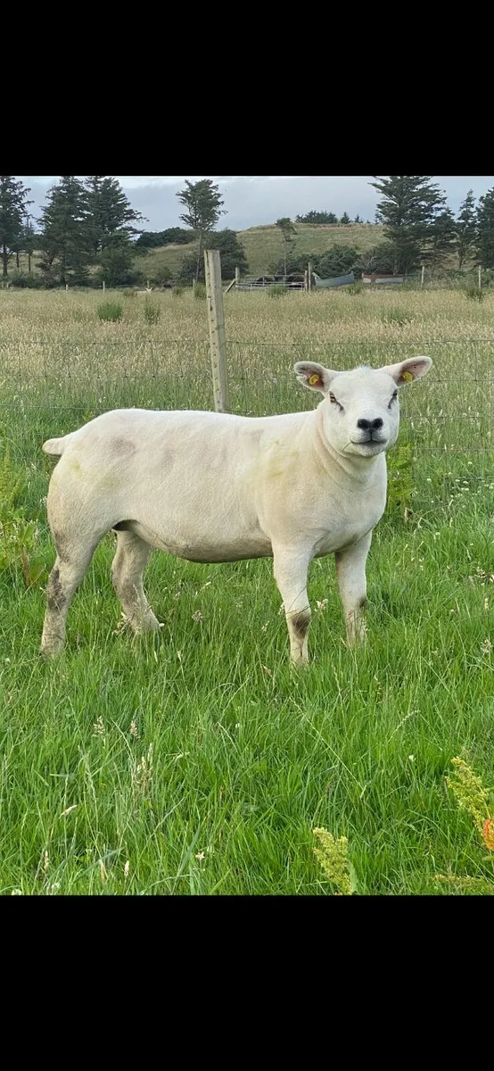 Two Pedigree Texel Gimmers - Image 1