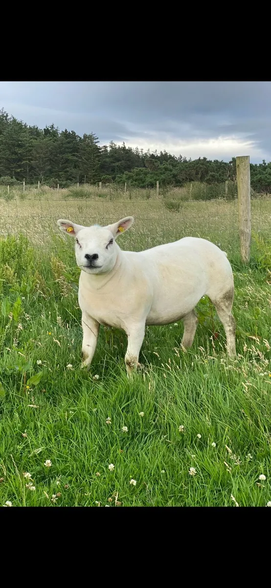 Two Pedigree Texel Gimmers - Image 2