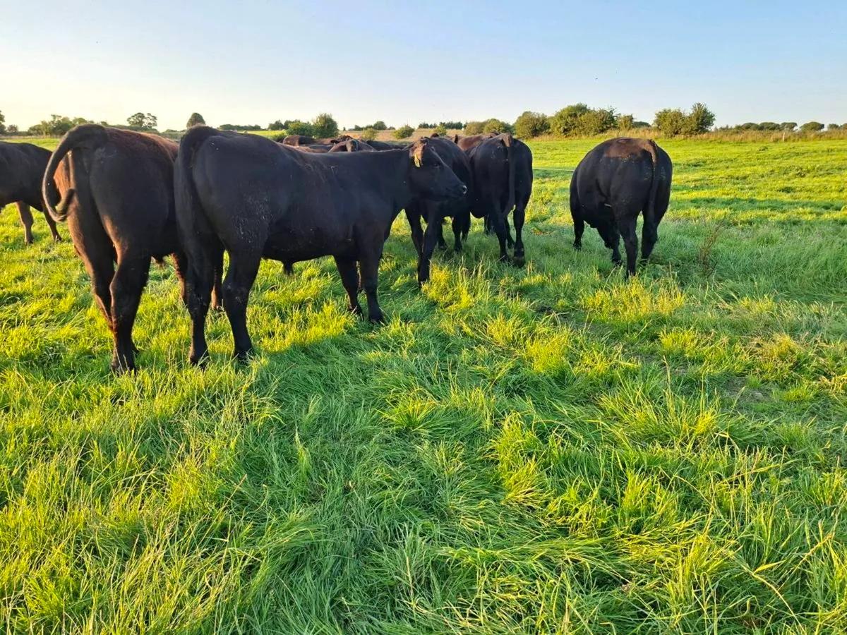 18 Super bullocks - Image 2