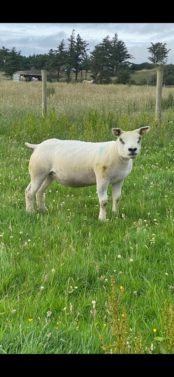 Two Pedigree Texel Gimmers - Image 4
