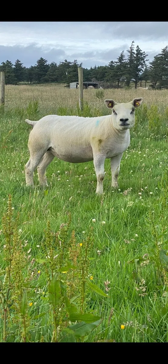 Two Pedigree Texel Gimmers - Image 3