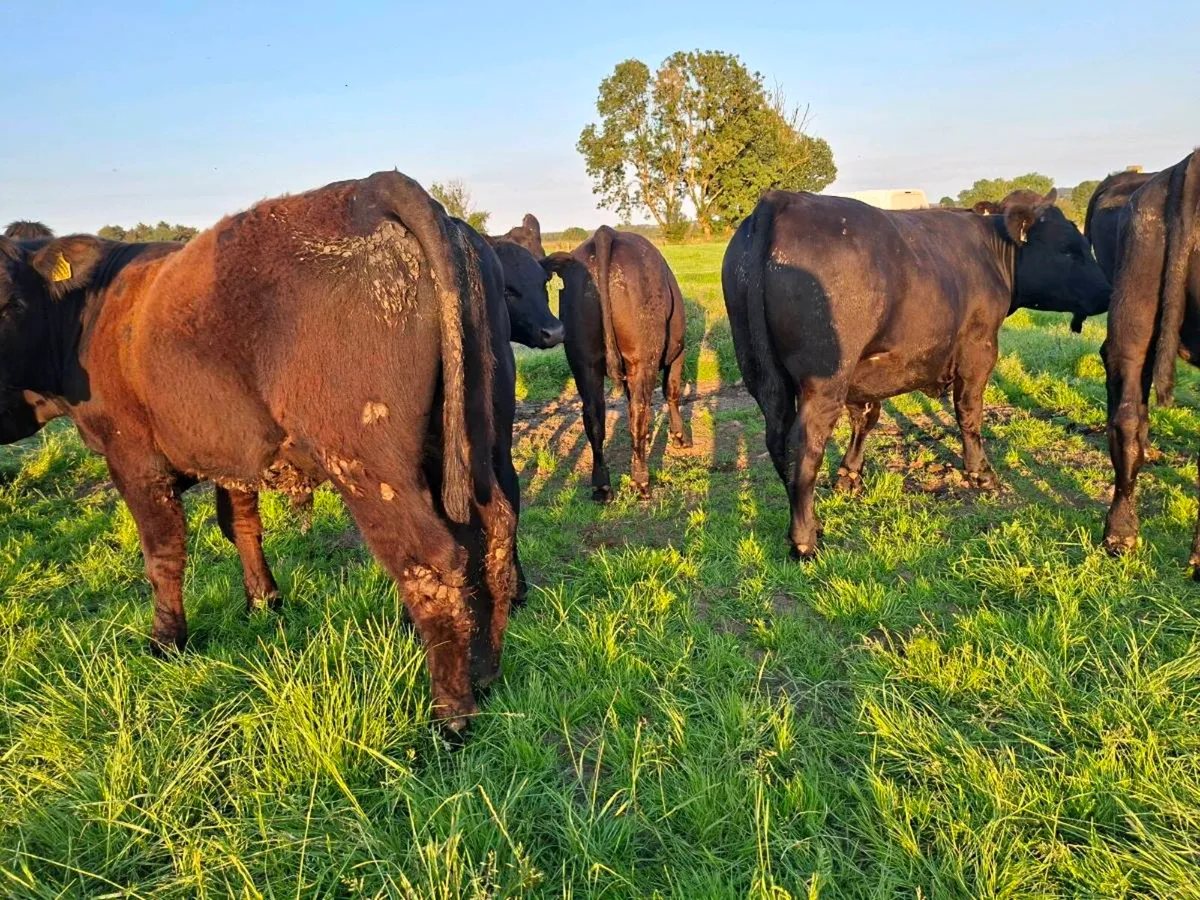 18 Super bullocks - Image 3