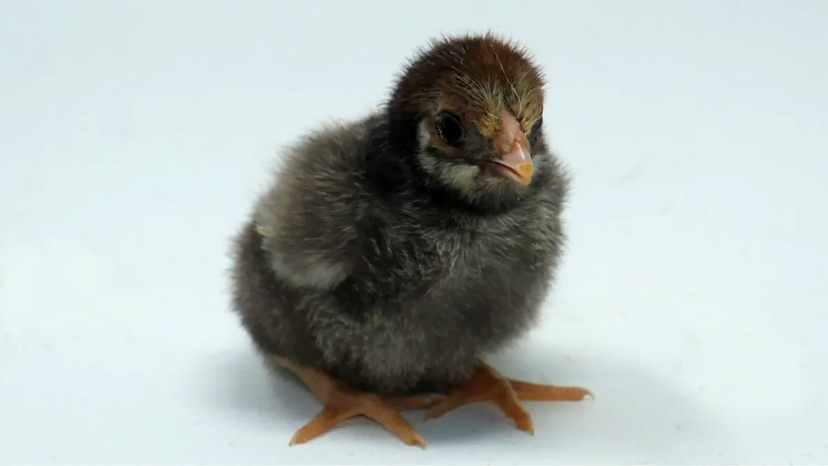 Chicks, Chicks and more Chicks- Pure Breed - Image 4