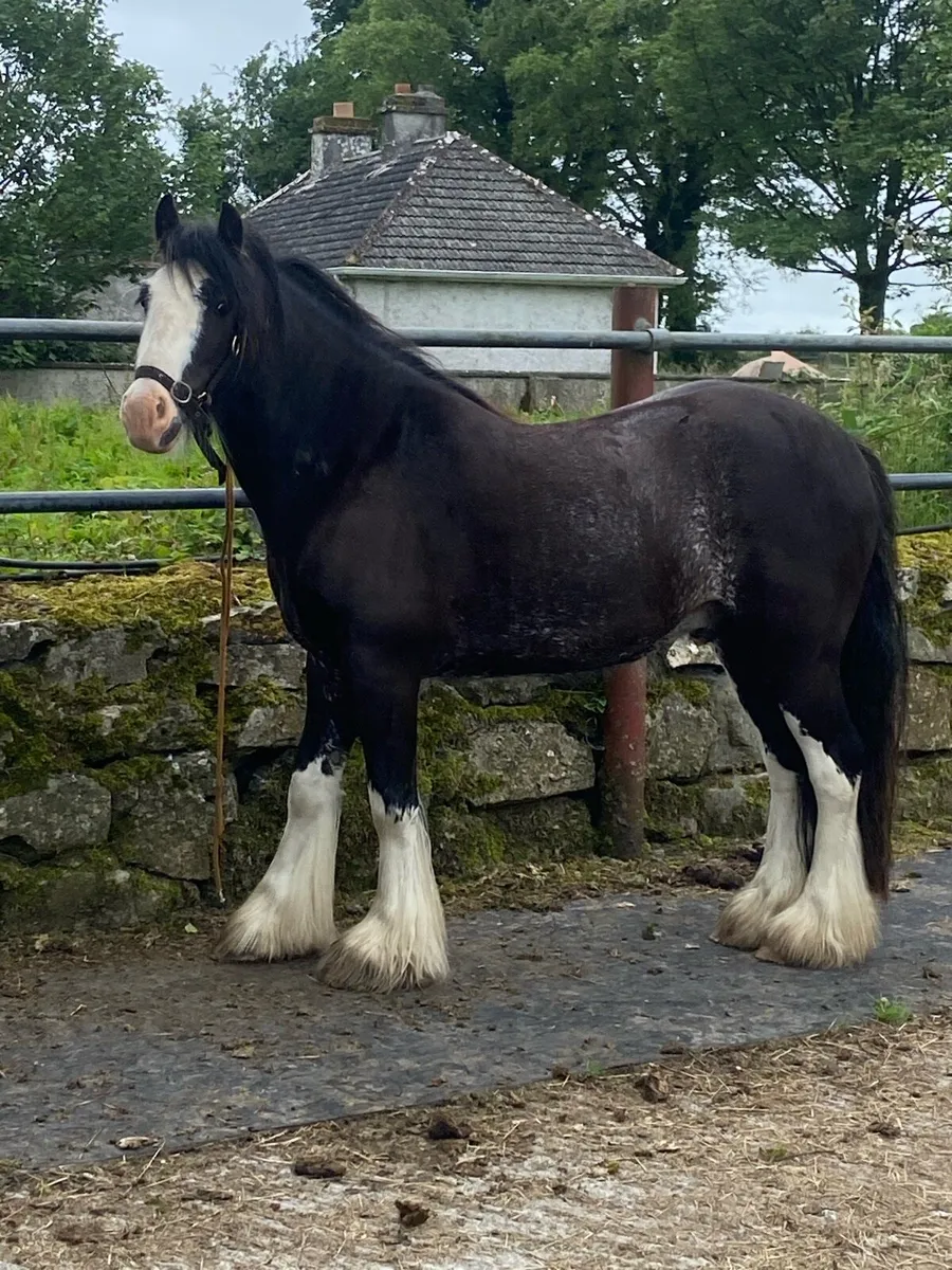 Horse - Image 1