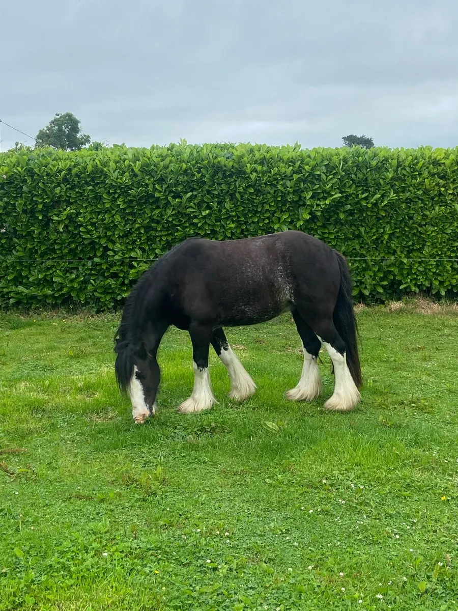 Horse - Image 3