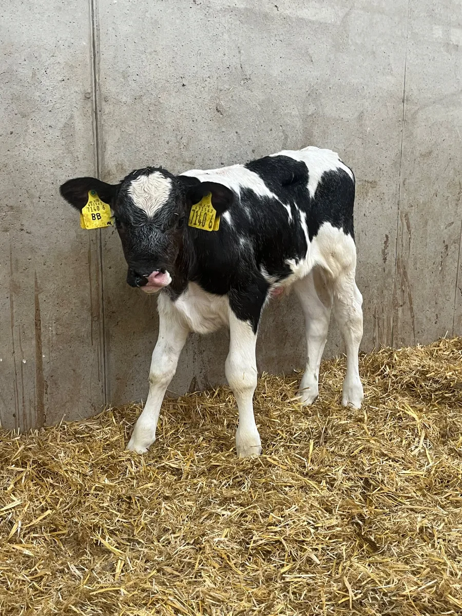 2 Belgian Blue Bull Calves - Image 2