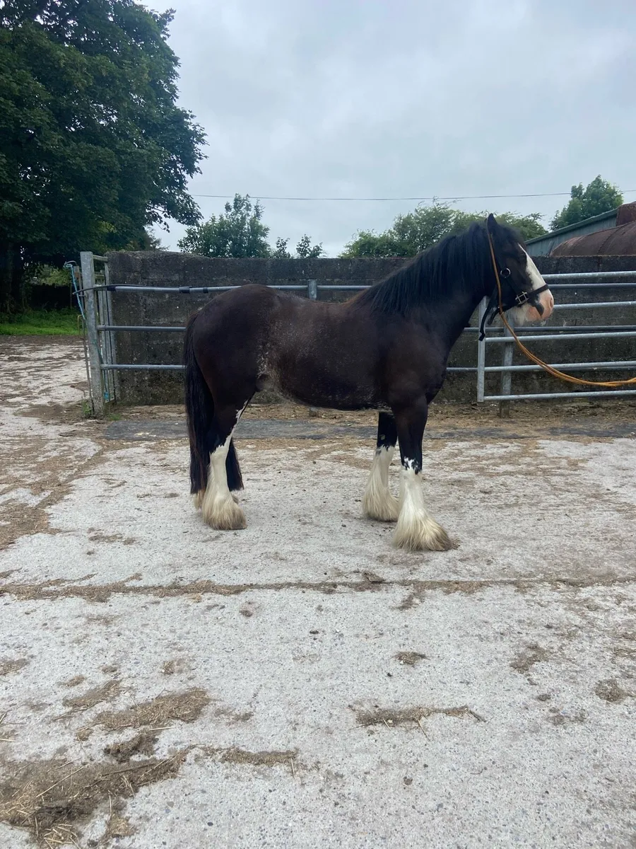 Horse - Image 2
