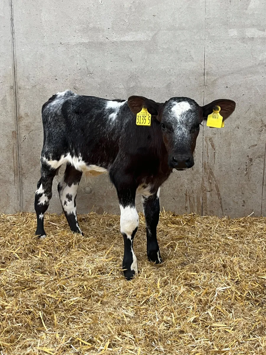 2 Belgian Blue Bull Calves - Image 1