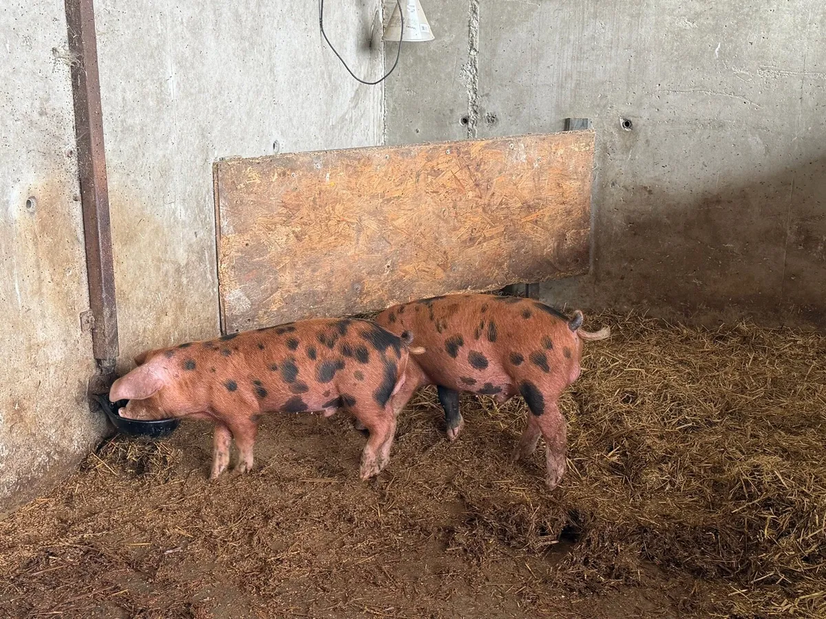 OSB Piglets for sale - Image 1