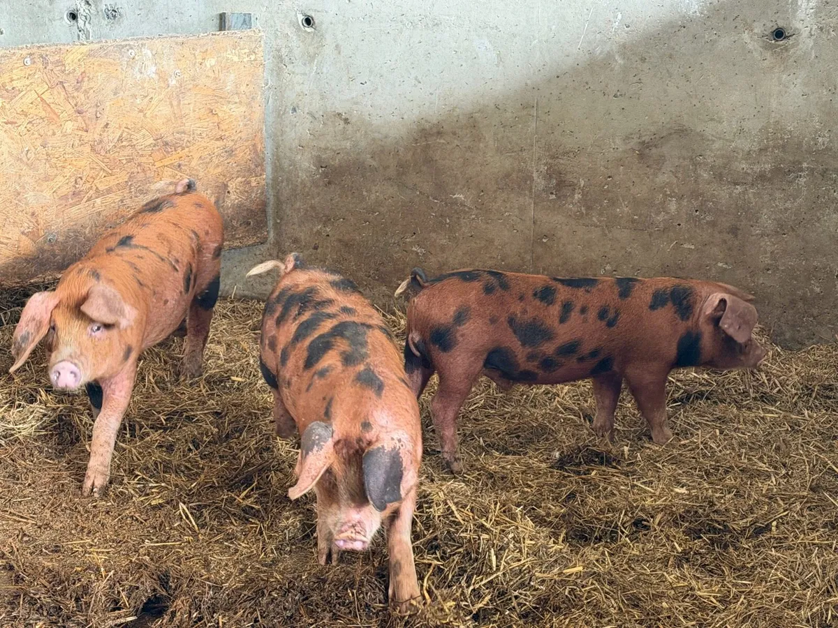 OSB Piglets for sale - Image 2