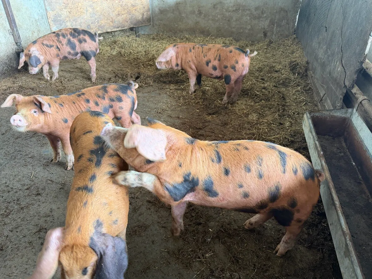 OSB Piglets for sale - Image 3