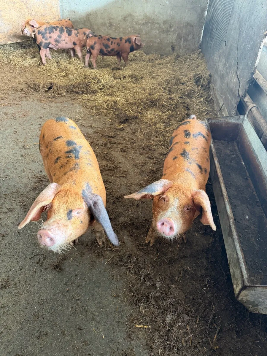 OSB Piglets for sale - Image 4