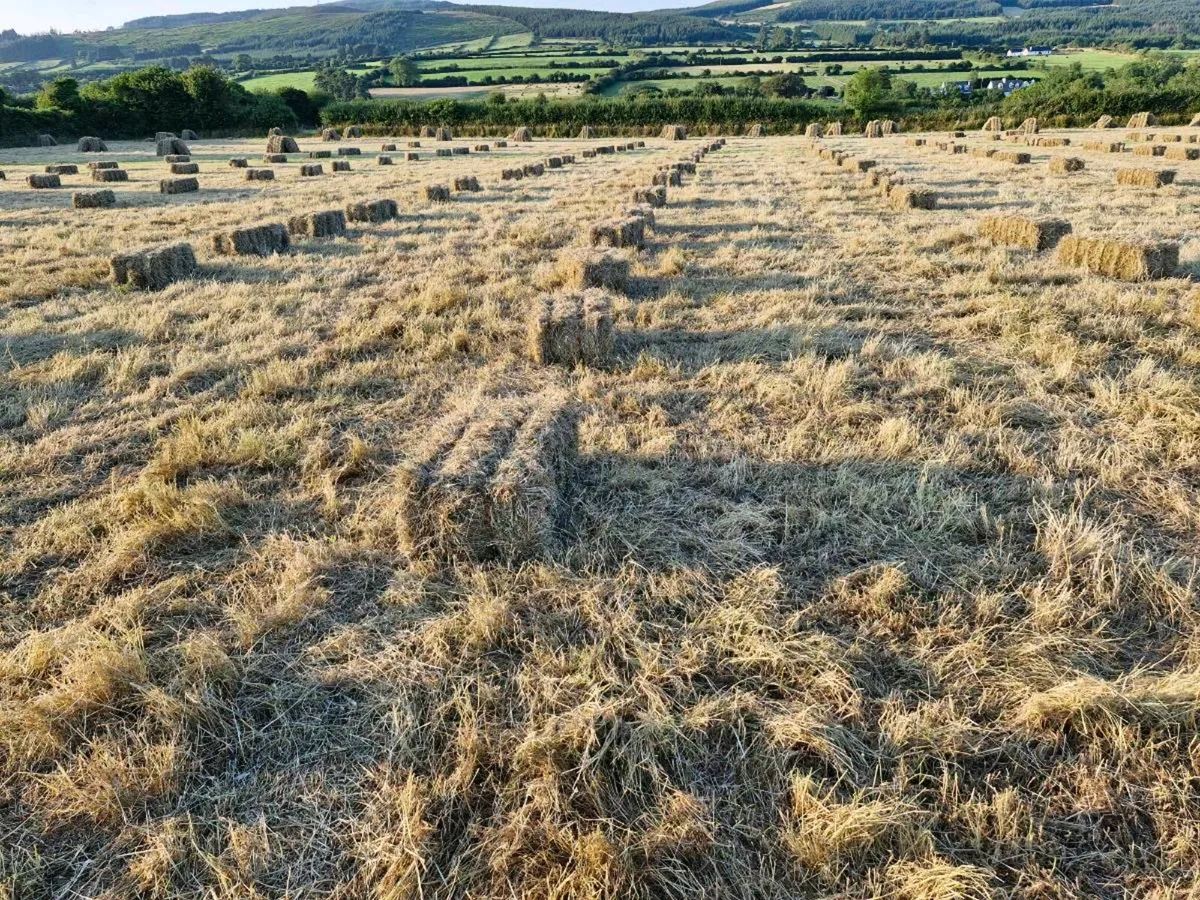 Hay for sale - Image 2