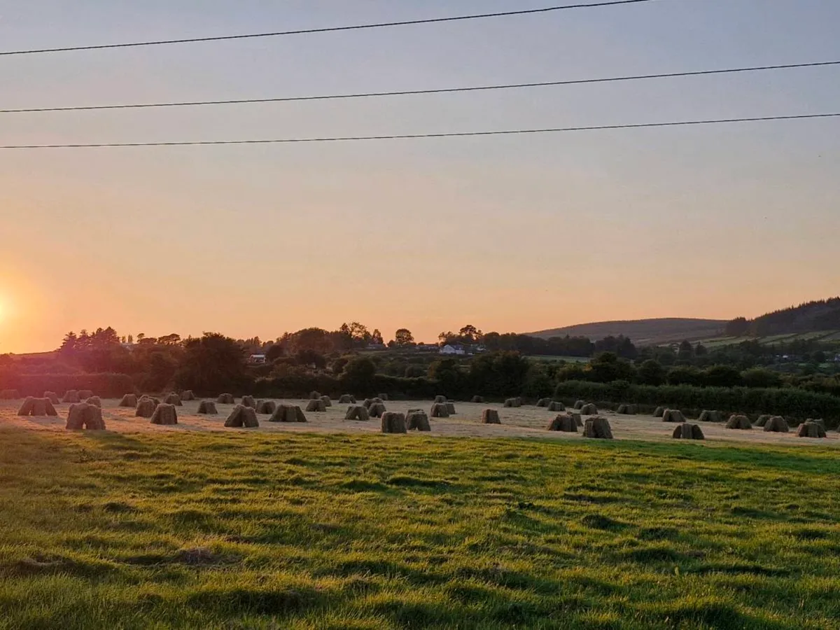 Hay for sale - Image 3