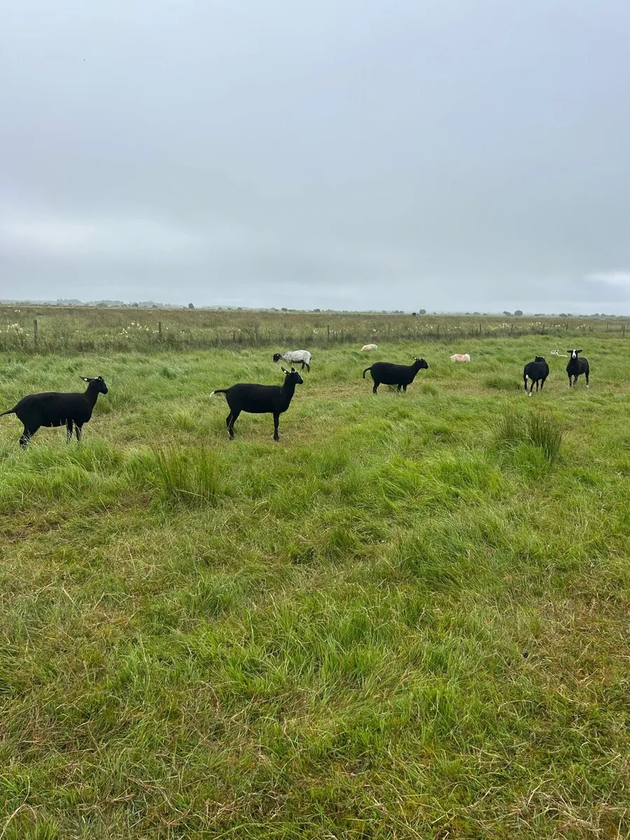 PB Registered Zwartble Ewe Hoggets - Image 1