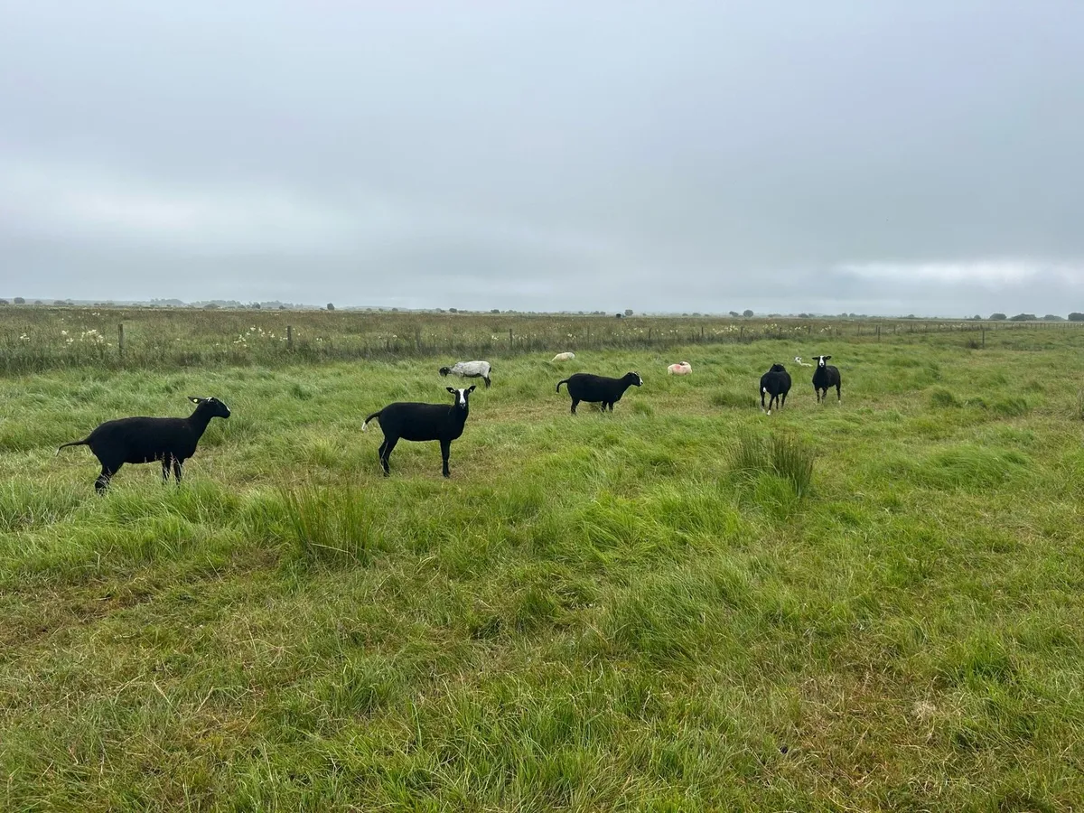 PB Registered Zwartble Ewe Hoggets - Image 2