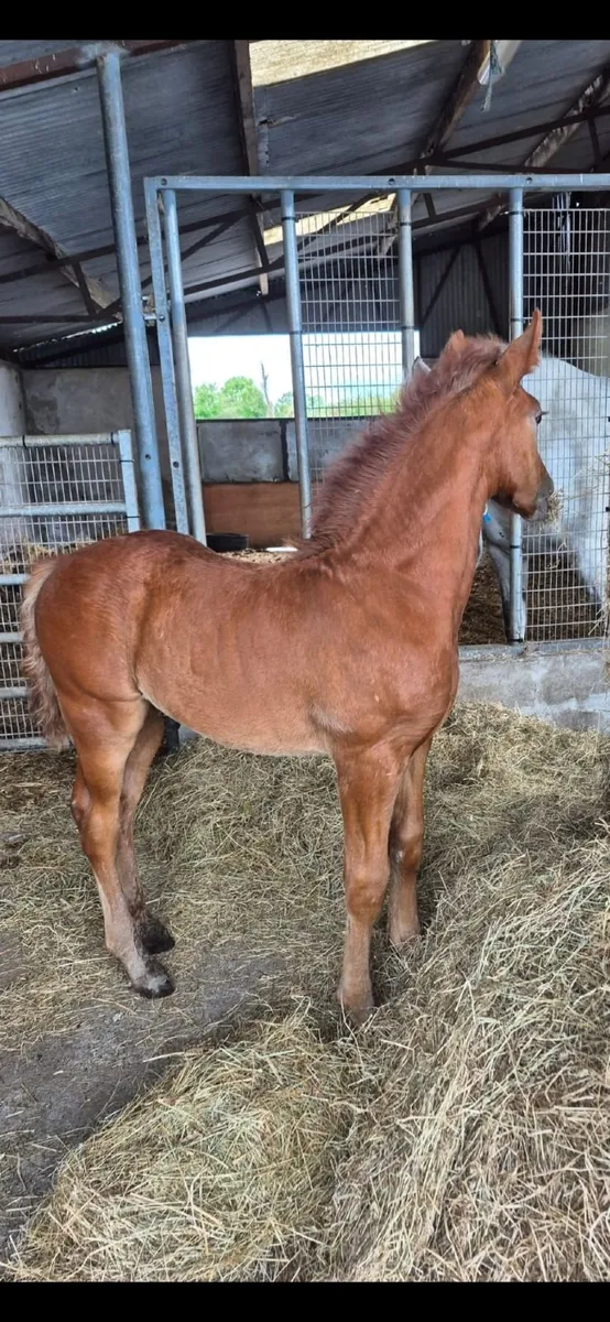 R.I.D Mare and Colt foal - Image 2