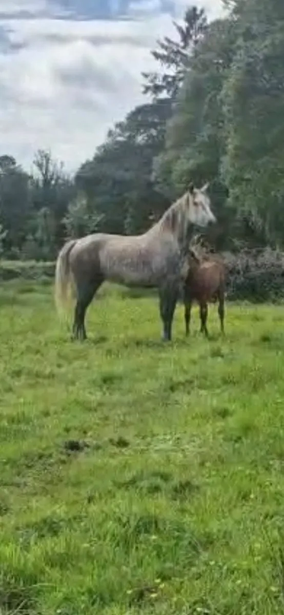 R.I.D Mare and Colt foal - Image 3